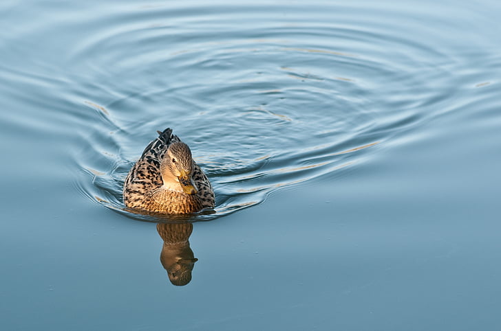 duck, water, reflection, mallard, bird, nature, animal