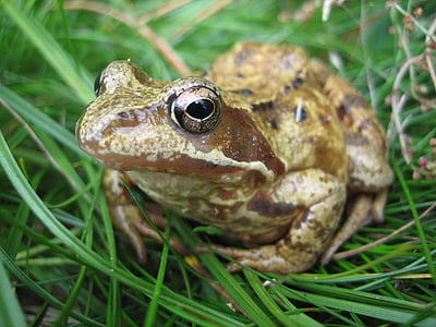 the frog, nature, amphibian, green