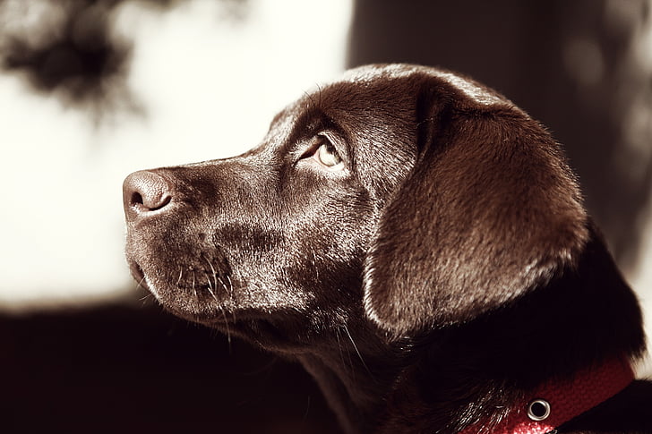 Labrador, con chó, vật nuôi, răng nanh, màu nâu, trung thành, vật nuôi