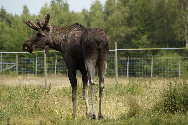Elan, Bull moose, de sex masculin, Corn de cerb, Suedia, animale, Parcul Elk