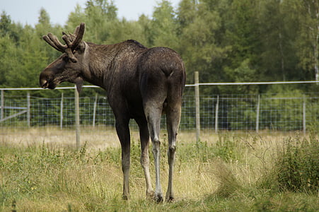 con nai sừng tấm, Bull moose, Nam, Nhung, Thuỵ Điển, động vật, Elk park