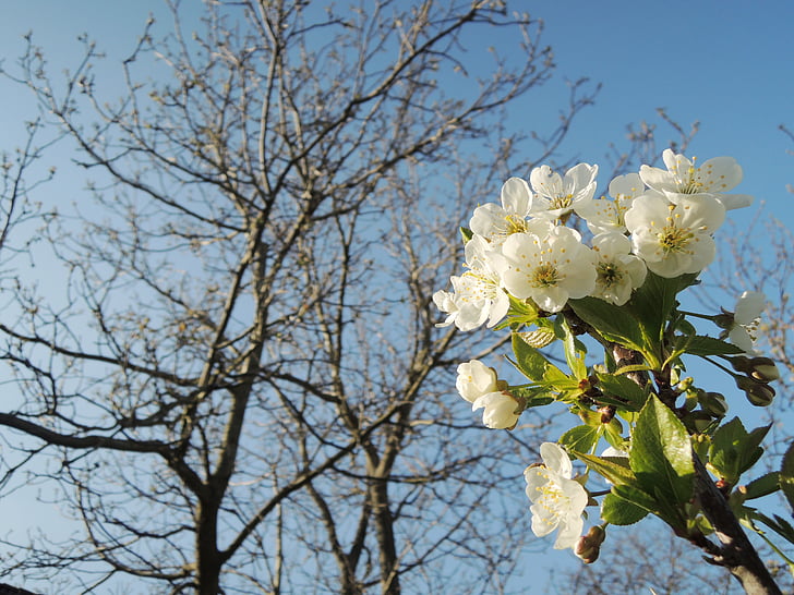 cherry, blossoming, spring, tree