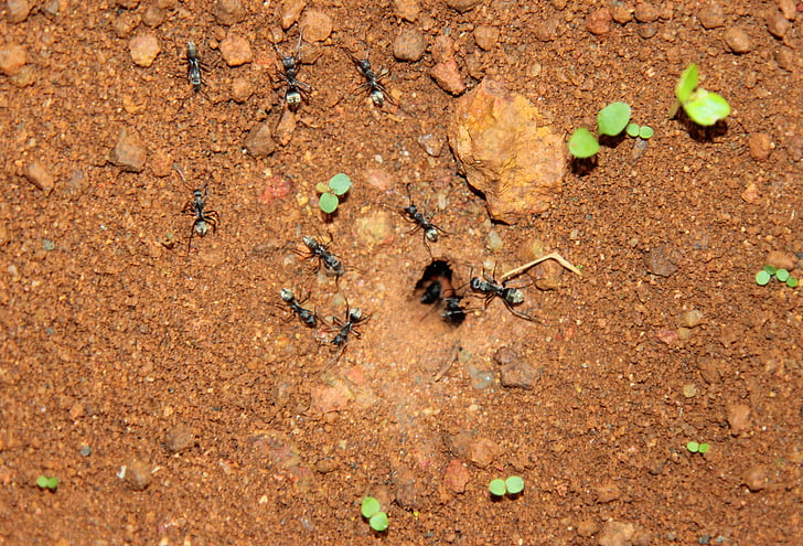 črne mravljice, mravlje, mravlje od doma, narave, gnezdo, živali, gibanje