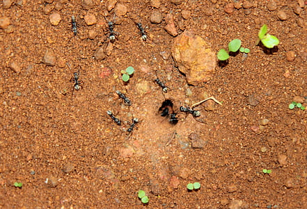 as pretas, formigas, formigas de casa, natureza, ninho, animal, movimento