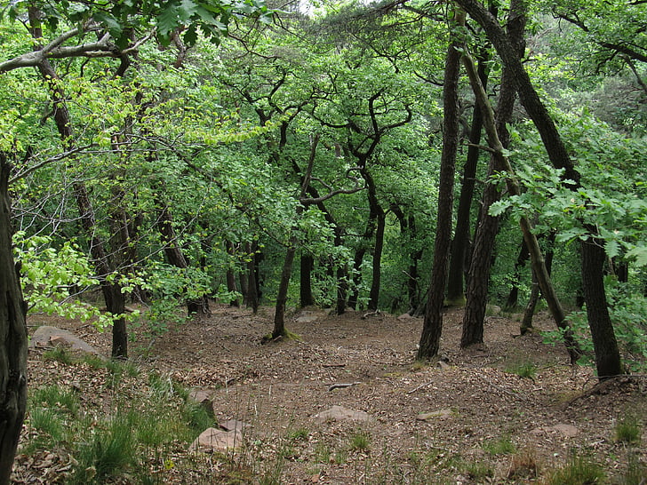 foresta, alberi, natura