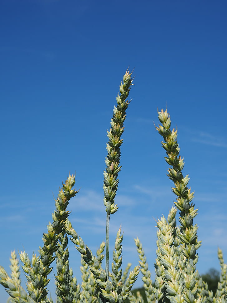 wheat field, wheat, cereals, ear, grain, cornfield, food
