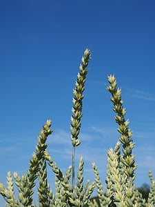 nisu väli, nisu, teravilja, kõrva, tera, Viljapõllu, toidu