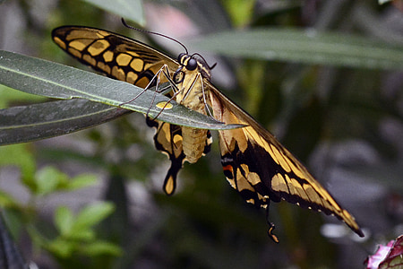 papallona, insecte, ala, volar, animal, negre, groc