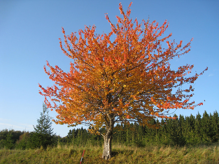 nature, autumn, tree, colors, foliage, forest