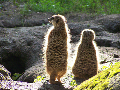 meerkats, ζώα, Ζωολογικός Κήπος, θηλαστικά