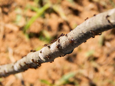 ants, nature, branch, insect, animal, wild, leaf