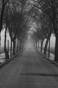 улица, мъгла, студено, пейзаж, природата, зимни, дървета