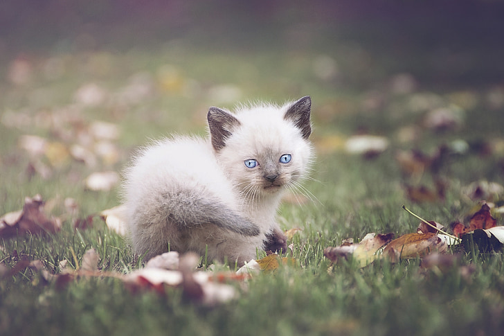 ลูกแมว, แมว, ตาสีฟ้า, นุ่มนวล, สัตว์เลี้ยง, สัตว์, คิตตี้