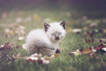 cica, macska, Kék szemek, puha, PET, állat, Kitty