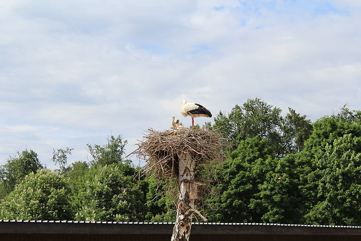 Stork, reden, Park, Storkene, Rattle stork, sommer, fugl
