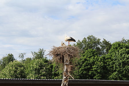stork, nest, park, storks, rattle stork, summer, bird