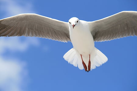 seagull, gull, animal, white, sky, clouds, bird