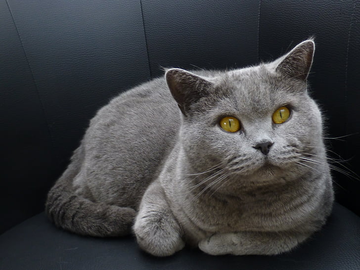 gato, «top», modo de exibição, posição de Lauer, olhos, animais de estimação, gato doméstico