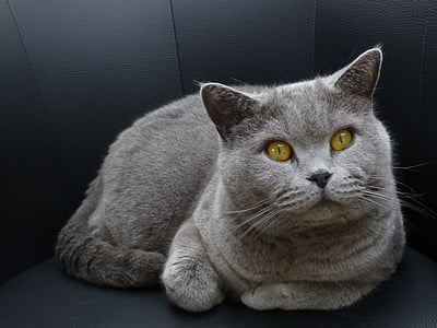 котка, ««Начало», изглед, Lauer позиция, очите, домашни любимци, домашна котка