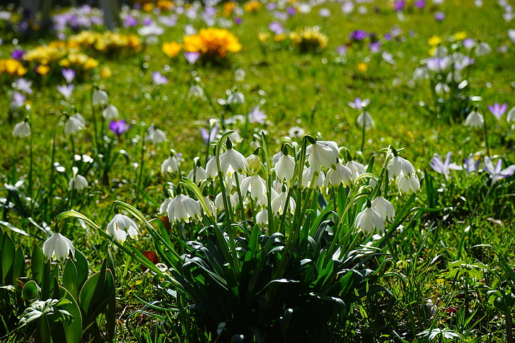 pomlad knotenblume, snežinka, cvetje, blizu, podrobnosti, makro, pecelj