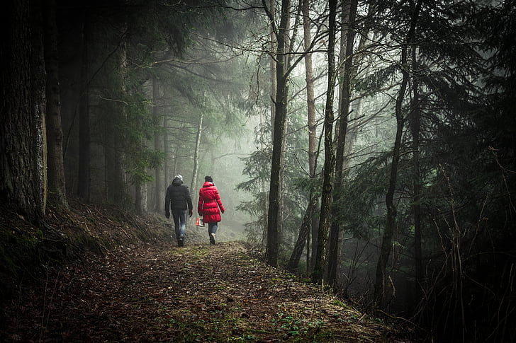 walking, forest, couple, nature, green, tree, vacation