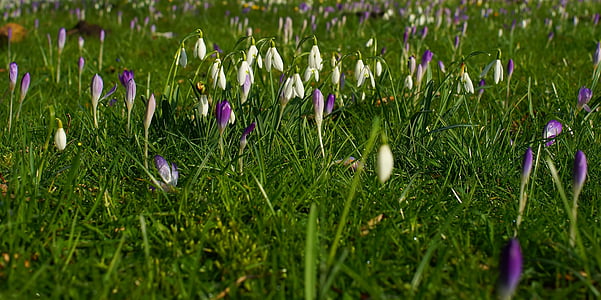 Hoa, Thinh, trắng, Sân vườn, sáng sủa, Thiên nhiên, Các dấu hiệu của mùa xuân