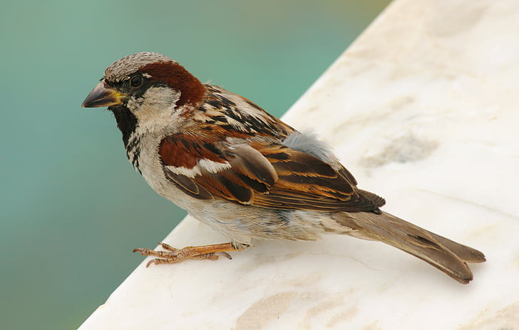 fuglen, Sparrow, natur, nebb, fly, fjær, utendørs
