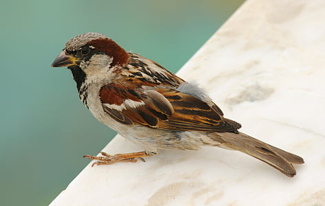 oiseau, Sparrow, nature, bec, mouche, plumes, à l’extérieur