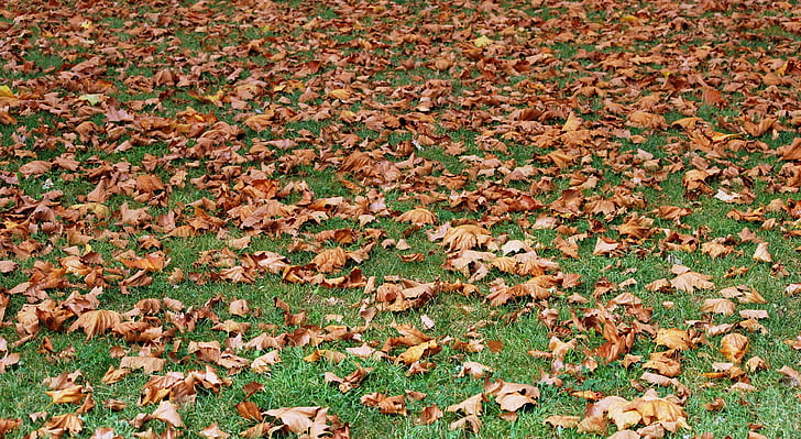 rudens, sausajām lapām, Prato, paklājs, daba, dārza, atstāj