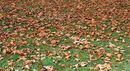 Осінь, Висушені листя, Прато, килим, Природа, сад, листя