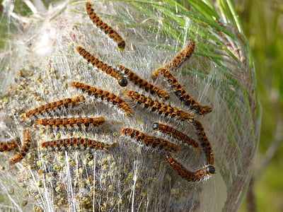 pine Thaumatopoea moth, Caterpillar, pest, reden, Cocoon, fyrretræ, Thaumatopoea