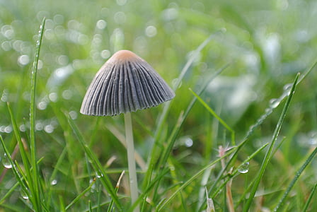 mushroom, autumn, beige, grass, nature, dewdrops, morning