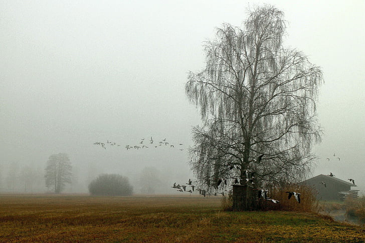 стадо от птици, пейзаж, мъгла, мъгла, атмосфера, прелетни птици, гъски