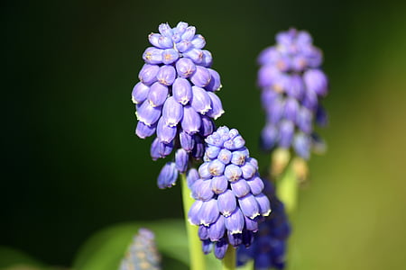 flower, nature, grape hyacinth, muscari