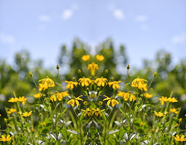 macro, shot, galben, flori, în timpul zilei, gradina, natura