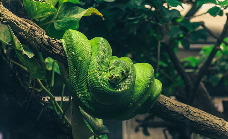 Python, kača, plazilcev, lepota, zelena, terarij, živali