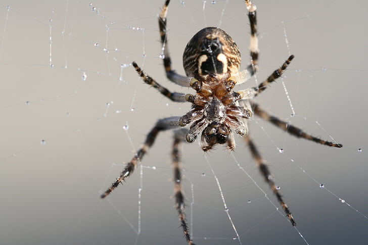 spin, Raagbol, sluiten, natuur, spinnenweb, Arachnid, insect