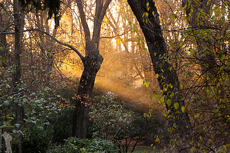 bosc, Selva, posta de sol, jardí, arbres, Madrid