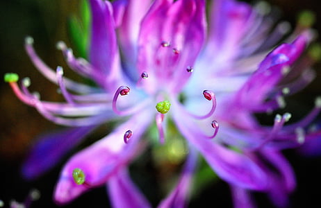 rododendrų japonų, makro, karalienė, Gamta, spalvoti, gėlė, violetinė