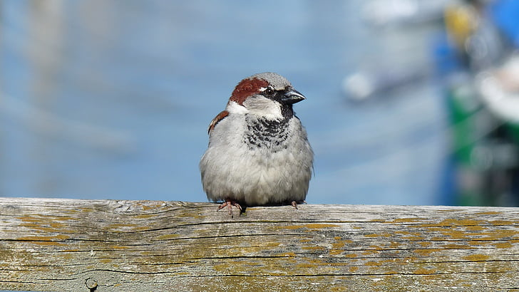 Sparrow, Sperling, pták, Zavřít, sedící, zpěvný pták, Vrabec domácí
