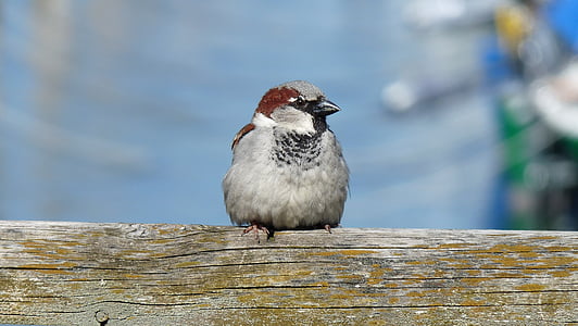 Sparrow, Sperling, oiseau, fermer, assis, Songbird, Moineau domestique