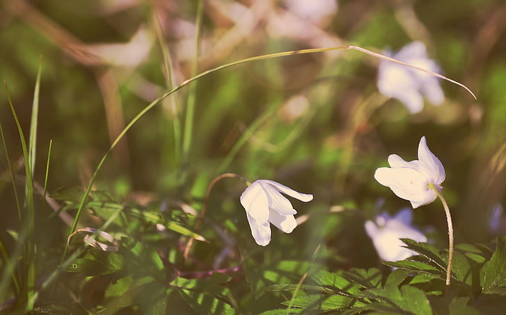 spring, flowers, nature, plant, flower, summer, close-up