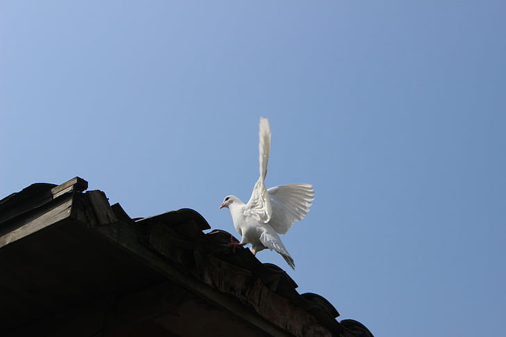 duif, het landschap, Hangzhou