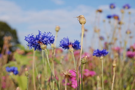 καλαμποκάλευρο, κενταύριο, μπλε, το καλοκαίρι, φύση, μπλε μωβ λουλούδι, άνθιση