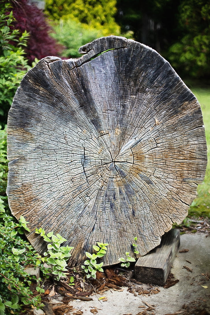 old tree, cross section, wood, cross, section, lumber, texture