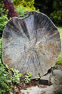 老树, 截面, 木材, 十字架, 一节, 木材, 纹理