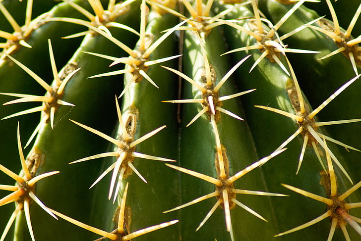 Kaktus, ciernie, zatrute pióro, susza