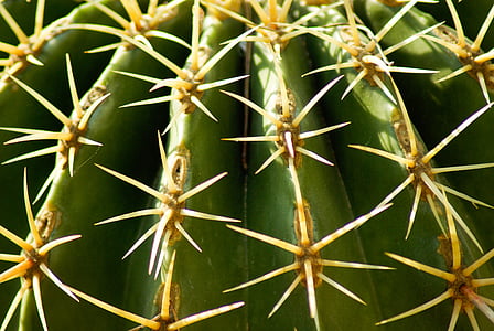 kaktus, torne, fjerposer, tørke
