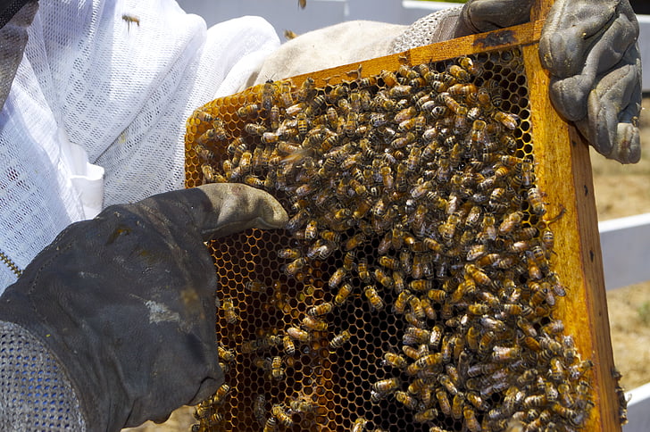 Medus, bitės, medaus stiklainis, bičių, vabzdžių, bitės, vabzdžių