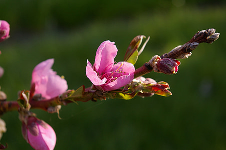 Peach tree, Peach blossom, jar, Príroda, ružová, kvet, rastlín